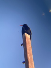 Pyrrhocorax pyrrhocorax barbarus