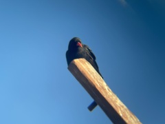 Pyrrhocorax pyrrhocorax barbarus