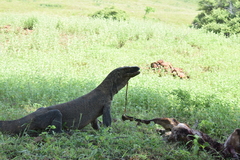 Varanus komodoensis