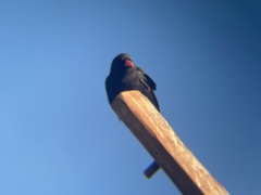 Pyrrhocorax pyrrhocorax barbarus