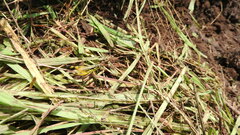 Boopedon flaviventris