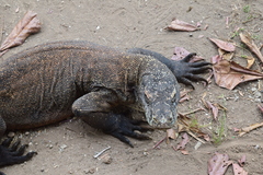 Varanus komodoensis