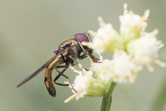 Argentinomyia