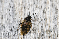 Deraeocoris serenus