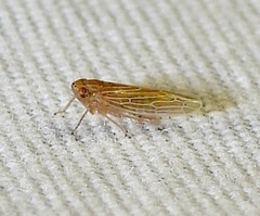 Graminella plana