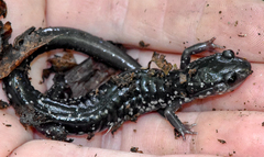 Plethodon cylindraceus