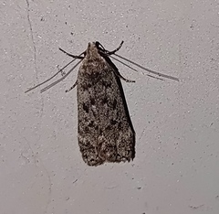 Anacampsis populella