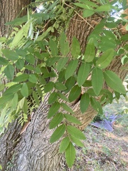 Styphnolobium