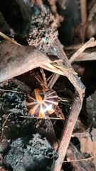 Glomeris pulchra