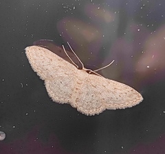Idaea seriata
