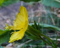 Oenothera