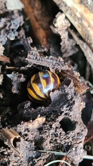 Glomeris pulchra