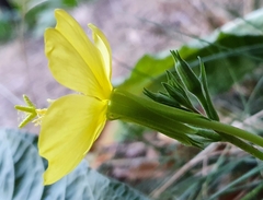 Oenothera