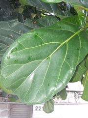 Ficus lyrata