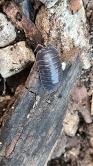 Armadillidium pallasii