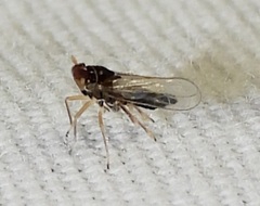 Pissonotus piceus