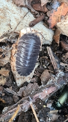 Armadillidium pallasii