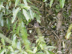 Mecocerculus leucophrys