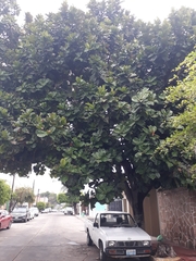 Ficus lyrata
