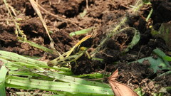 Boopedon flaviventris