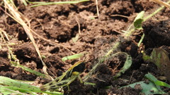 Boopedon flaviventris