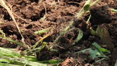 Boopedon flaviventris