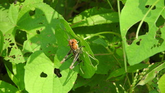 Boopedon flaviventris