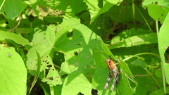 Boopedon flaviventris