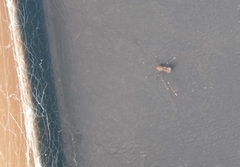 Araneae
