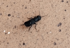 Ocypus