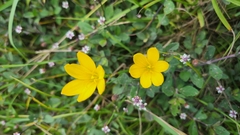 Zephyranthes citrina