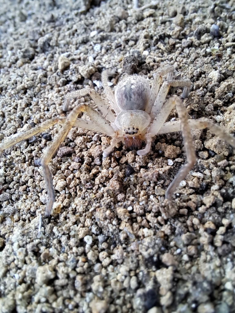 Olios galapagoensis