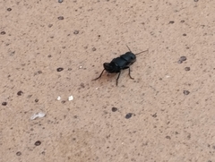 Ocypus