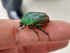 Cotinis mutabilis dugesi