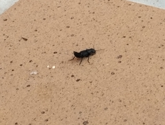 Ocypus