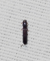 Colydium lineola