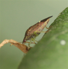 Podisus thomasi