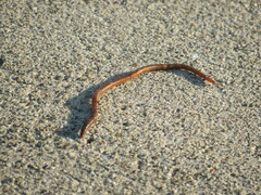 Lumbricus
