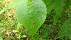 Toxomerus marginatus