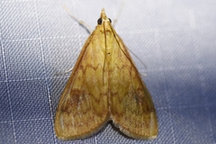 Ostrinia