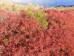 Sesuvium edmonstonei