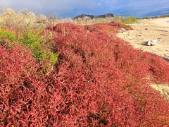 Sesuvium edmonstonei