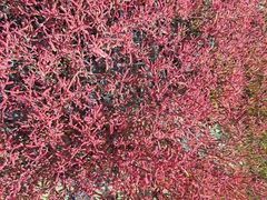 Sesuvium edmonstonei