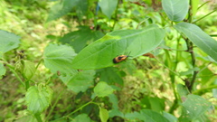 Oxychalepus balyanus