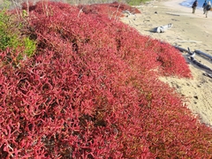 Sesuvium edmonstonei