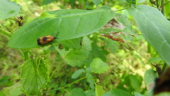 Oxychalepus balyanus