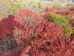 Sesuvium edmonstonei