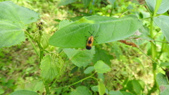 Oxychalepus balyanus