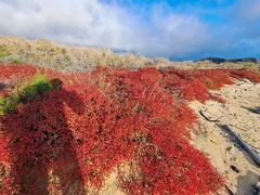 Sesuvium edmonstonei