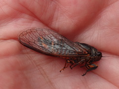 Cicadetta montana